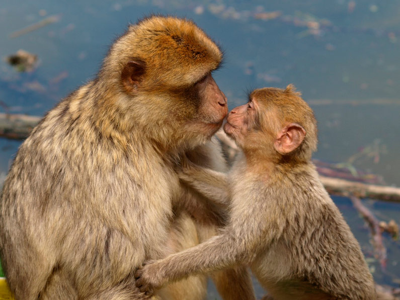bratkova_berber-monkeys